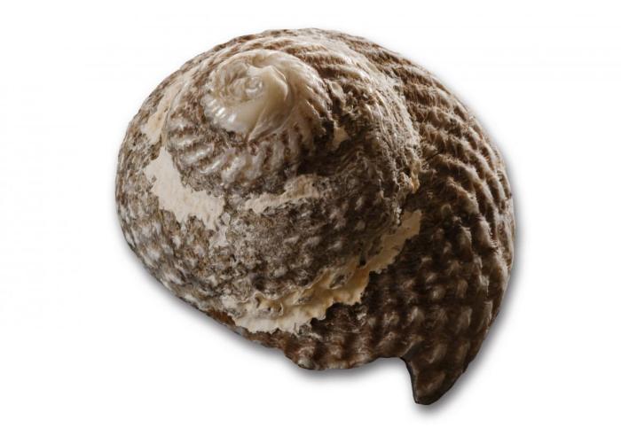 Cookia_sulcata_cooks_turban